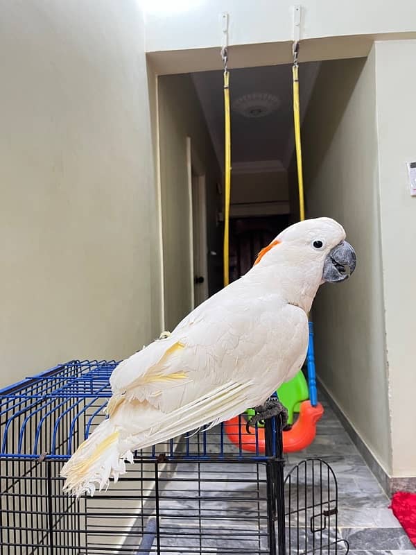 Molluccun Cockatoo 6