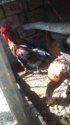 6 desi hen  & 2 cock andoon wali