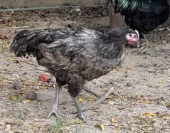 Austrolorp Heritage / Australorp  Hens for sale 0