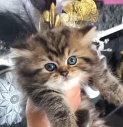 Persian kitten Available for sale