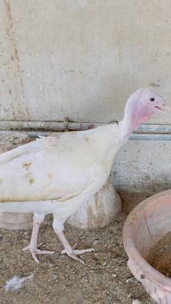 turkey hen pair