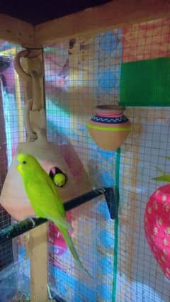 5 breeding pairs of budgies with big cage