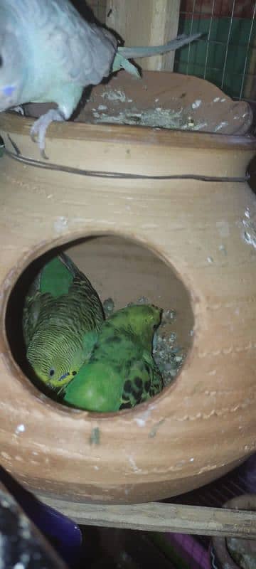 5 breeding pairs of budgies with big cage 1