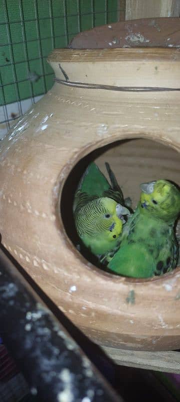 5 breeding pairs of budgies with big cage 2