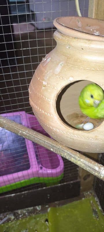 5 breeding pairs of budgies with big cage 3