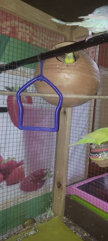 5 breeding pairs of budgies with big cage 4