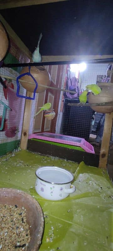 5 breeding pairs of budgies with big cage 5