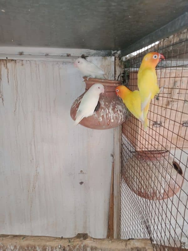 albino and persanata breeder pices0300-40-99-701 2