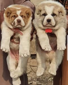 king alabai pair dog | Alabai Breed | Alabai Puppies For Sale 0