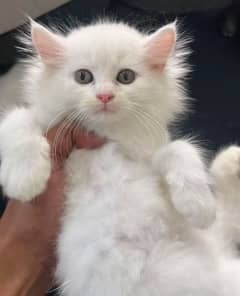 Persian cat double Coated