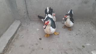 Black and White Muscovy