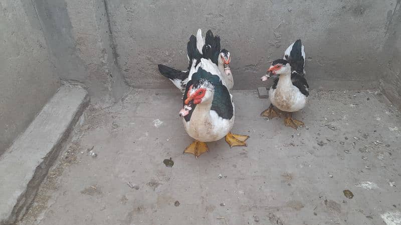 Black and White Muscovy 0