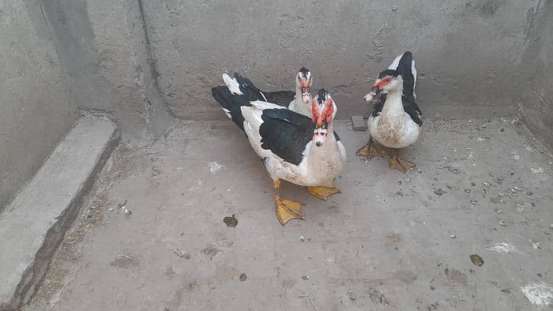 Black and White Muscovy 1