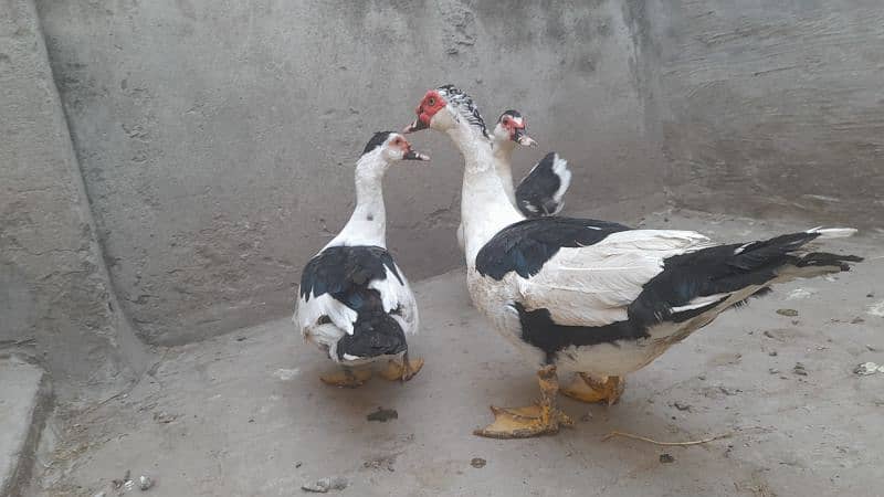 Black and White Muscovy 2