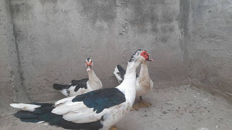 Black and White Muscovy 3