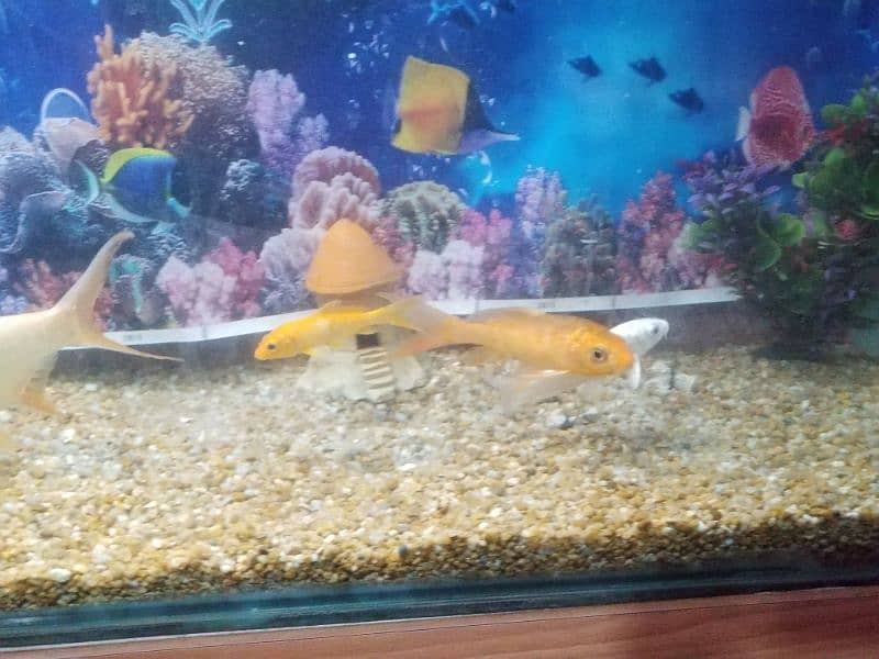 aquarium for sell ( read add ) 4