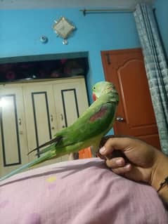 jummbo Rao parrot