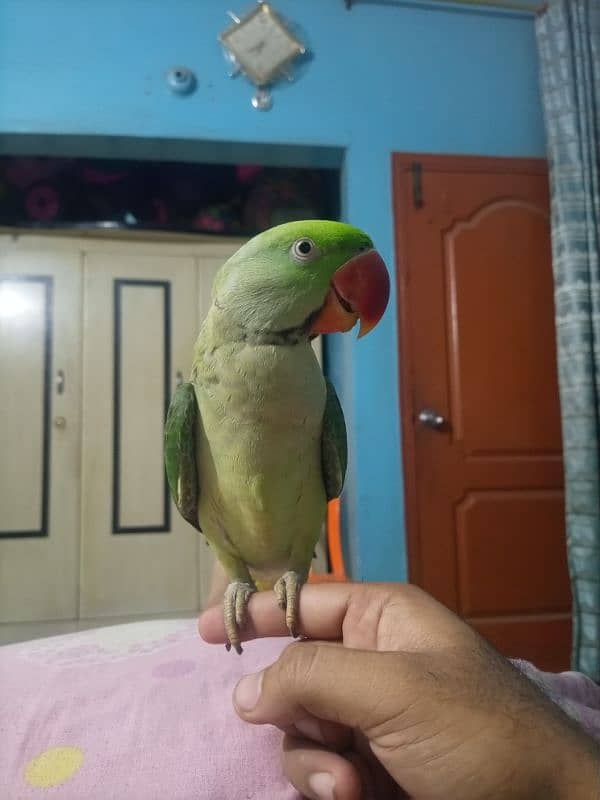 jummbo Rao parrot 2