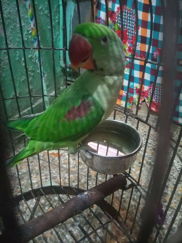 jummbo Rao parrot 3