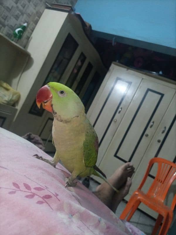 jummbo Rao parrot 6