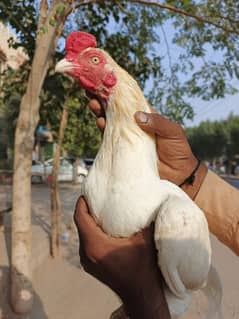 paper white ki green ti hai bus Mela ho gaya ha