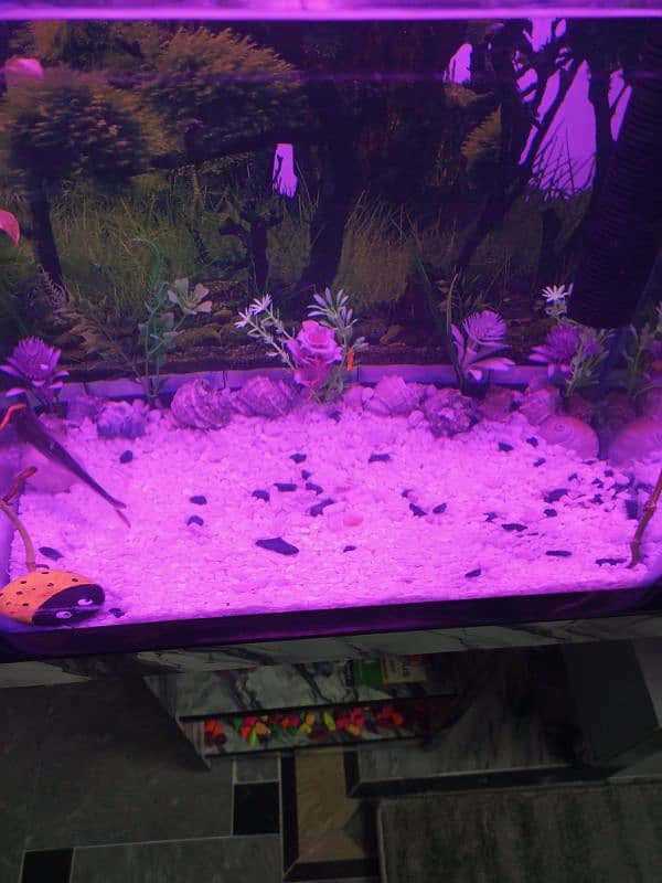 Aquarium/fish tank for sale 4