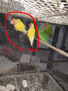 common Latino love Bird