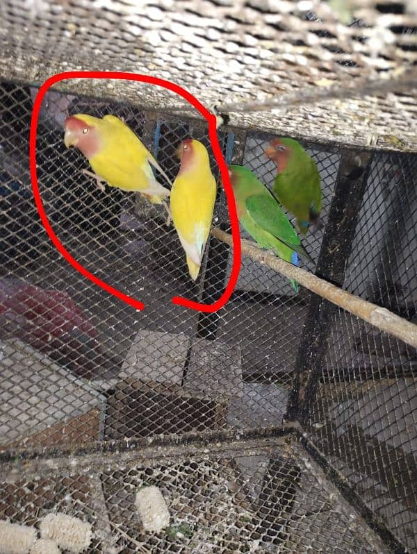 common Latino love Bird 0