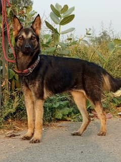 security dog / Alsatian female / Alsatian bagiyadi