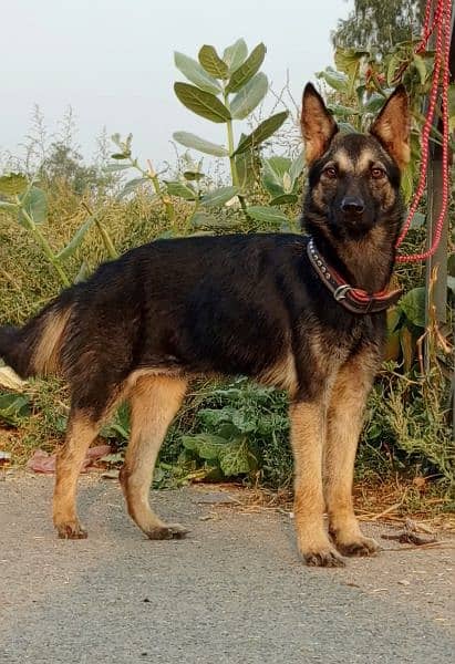 security dog / Alsatian female / Alsatian bagiyadi 2