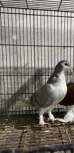 sherazi breeder female available