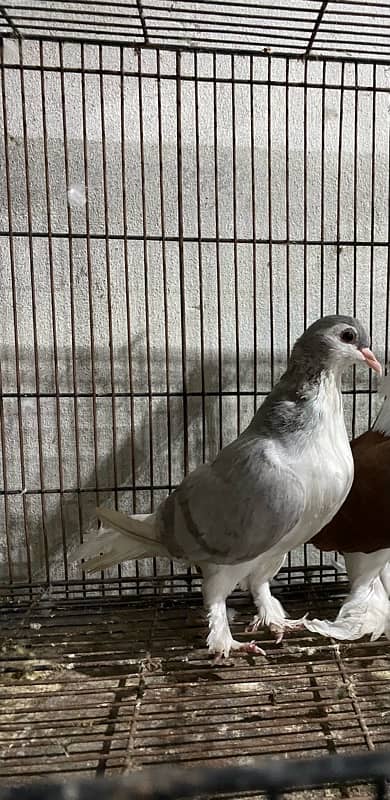 sherazi breeder female available 0