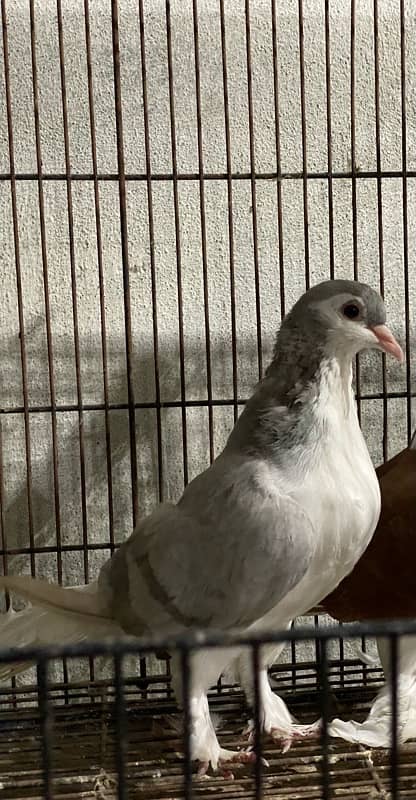 sherazi breeder female available 1