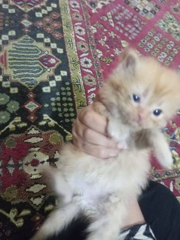 double coat persian kittens 2