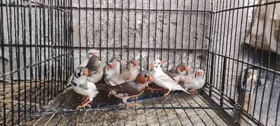 zebra finch mutation