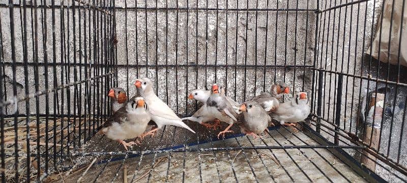 zebra finch mutation 1