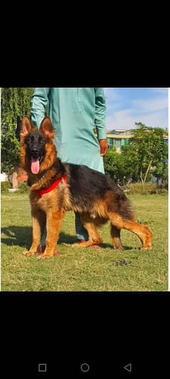 GERMAN SHEPHERD MALE AGE 5 MONTH FOR SALE