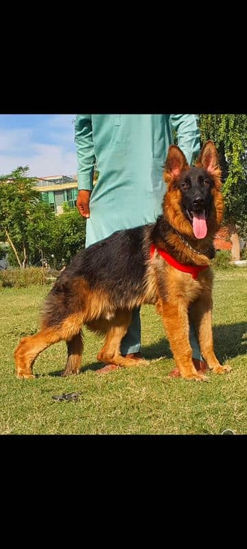 GERMAN SHEPHERD MALE AGE 5 MONTH FOR SALE 1