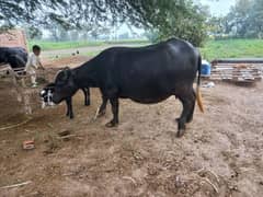 bhains , buffalo