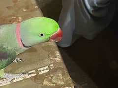 talking parrot green colour red nose