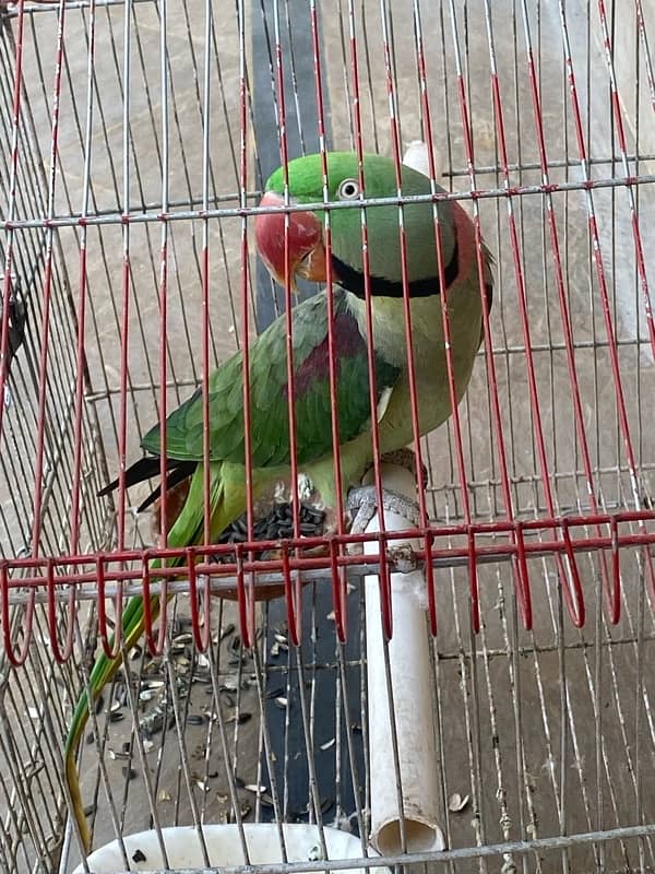 talking parrot green colour red nose 2