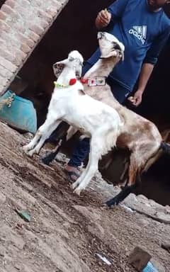 Goat | Bakri | Tedi |  Healthy | 6 dant | Teda | بکری | بکرے |  ٹیڈا |