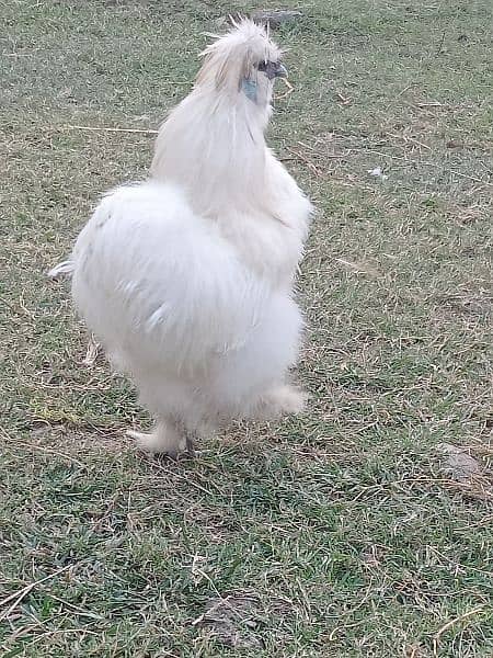 white silky breeder male a++ quality 1