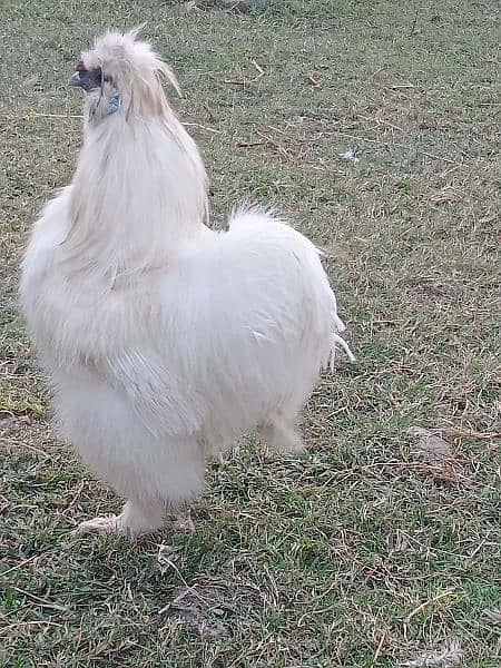 white silky breeder male a++ quality 2