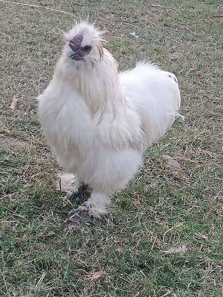 white silky breeder male a++ quality 3