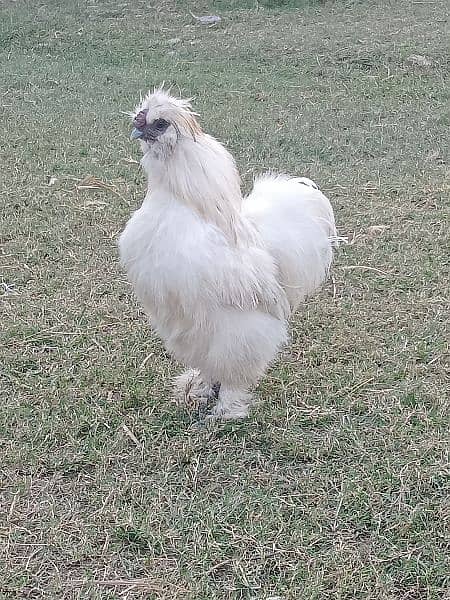 white silky breeder male a++ quality 4