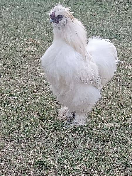 white silky breeder male a++ quality 6