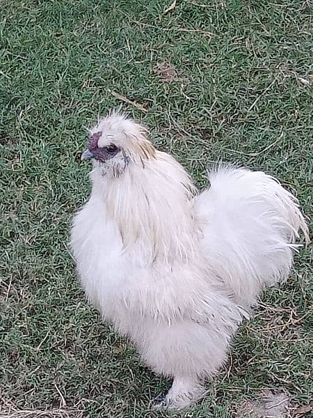 white silky breeder male a++ quality 7