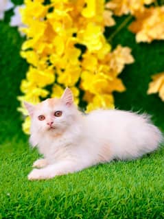 Persian cats 0