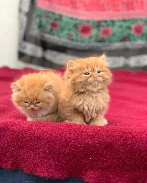 Persian cats 1